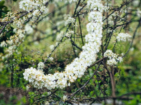 李花