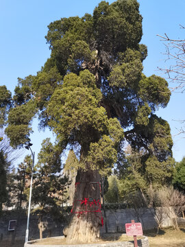 千年松树