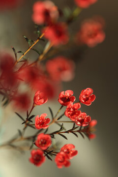 鲜花腊梅特写