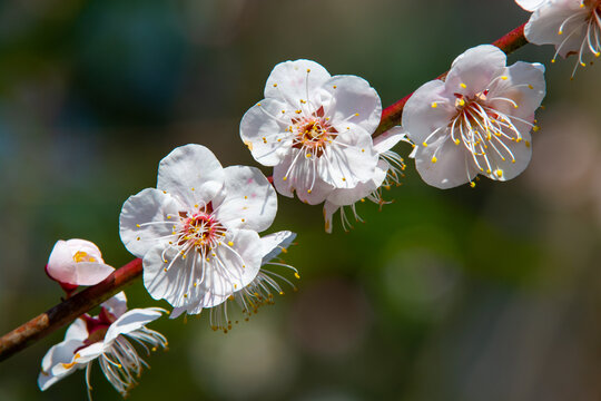 梅花特写