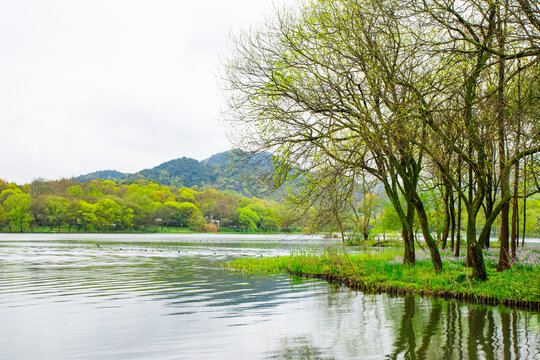 杭州茅家埠春景