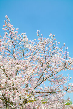 樱花蓝天