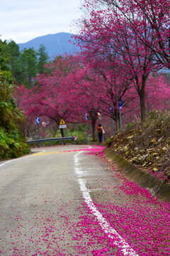 造水村樱花