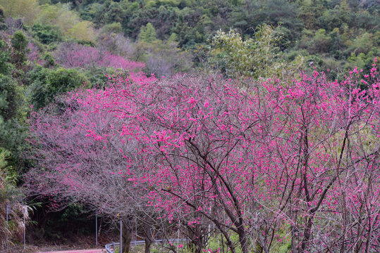 造水村樱花