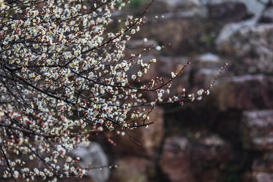 春天的白色梅花