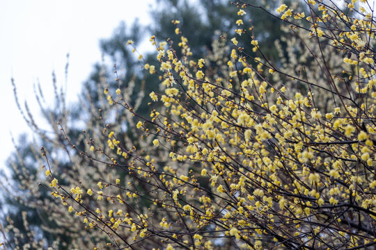 立春迎春花腊梅花开