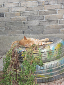 轮胎村庄猫咪睡觉