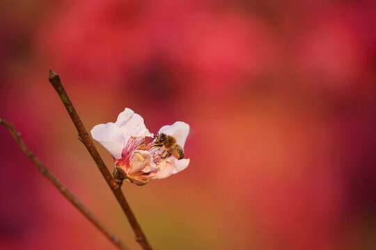 蜜蜂采蜜