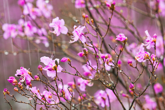 春天杜鹃花开