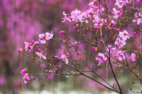 风雪杜鹃花