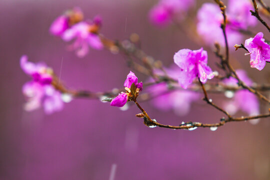 春天杜鹃花