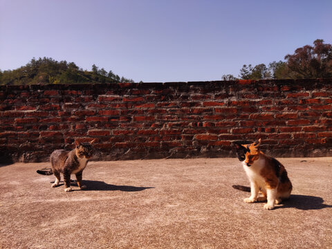 三花猫和狸花猫