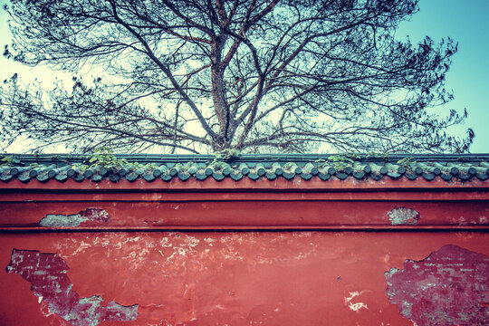 斑驳的红墙与树冠
