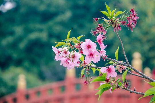 公园里盛开的樱花