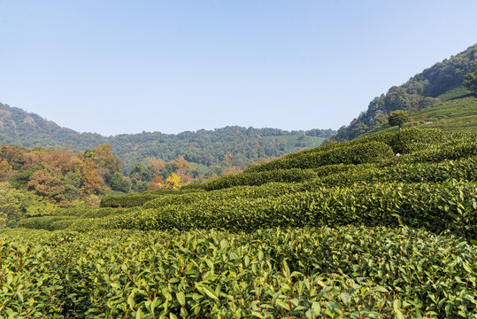 龙井茶山茶叶