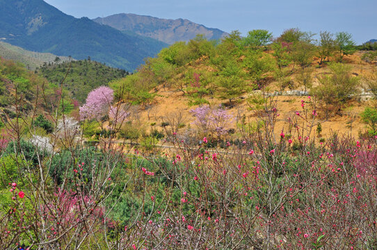 新丰樱花峪