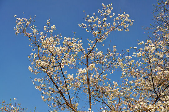 新丰樱花峪