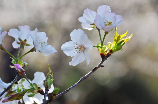 新丰樱花峪