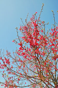 新丰樱花峪