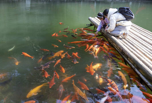 锦鲤戏水