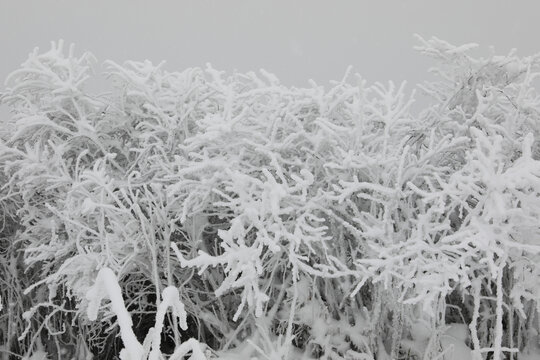 寒林雪景