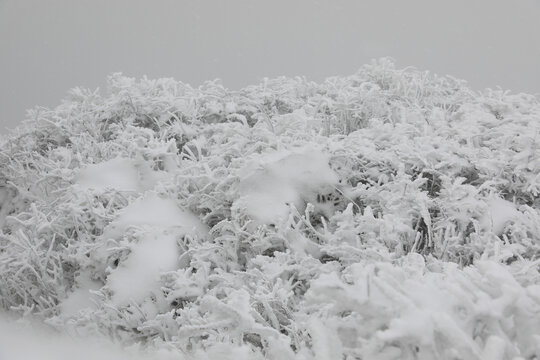 寒林雪景