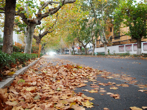 落满树叶的城市街道