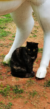 雨天里的黑猫