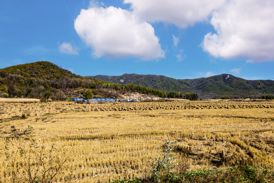 黑龙江五常稻田