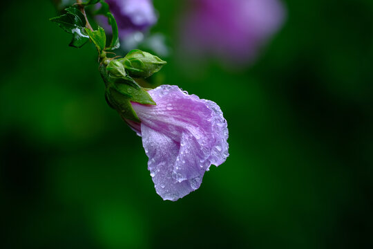 木芙蓉