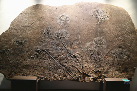 创孔海百合化石