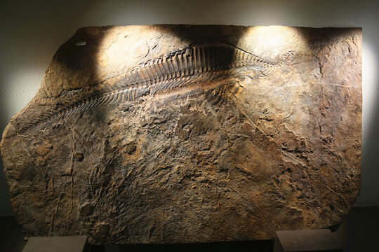 南漳湖北鳄化石