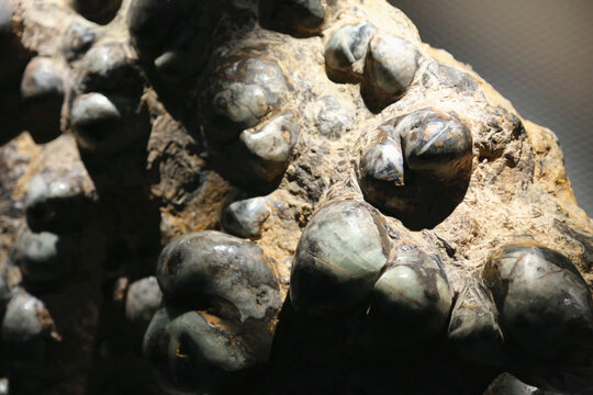 鸮头贝化石