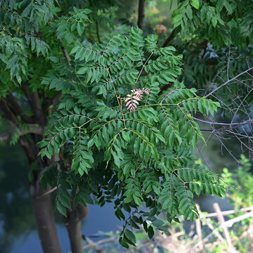 复羽叶栾