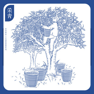 制茶工藝流程圖之采青采茶
