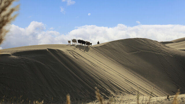 蓝天白云衬托沙漠与牛