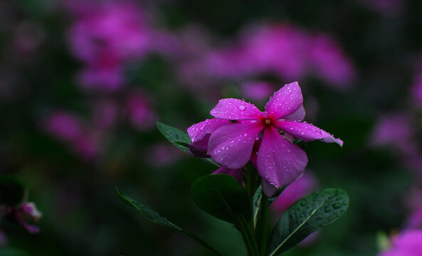 长春花