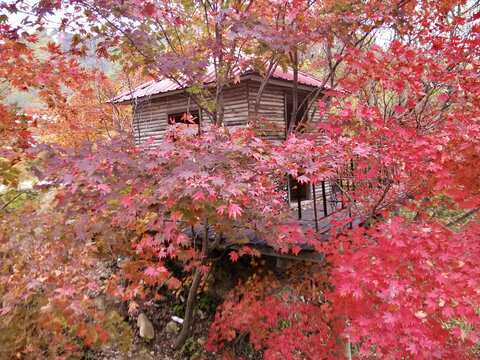 被红叶淹没的木屋