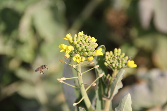 蜜蜂采花