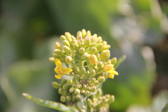 田野菜花花蕾