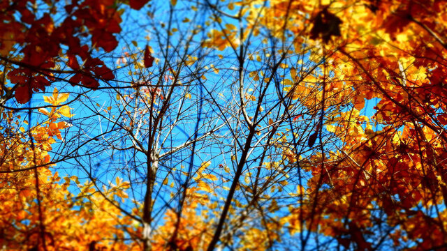 秋天自然风景摄影