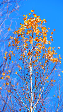 秋季蓝天树木风景摄影