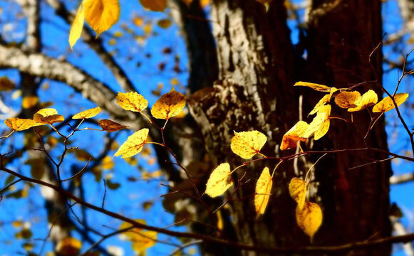 秋叶树木自然摄影