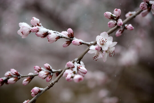 雪中花