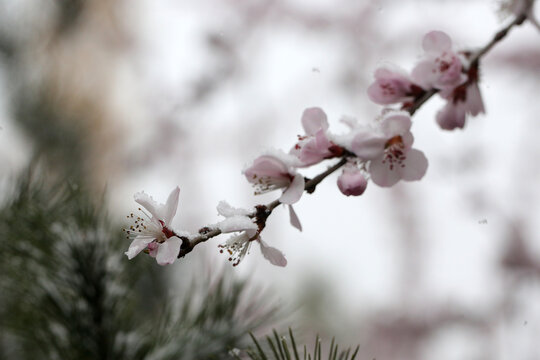 雪中花