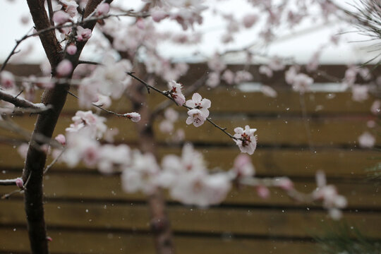 雪中花