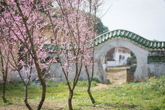 桃花初开