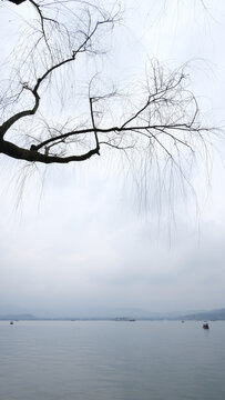 杭州西湖冬季柳树素材