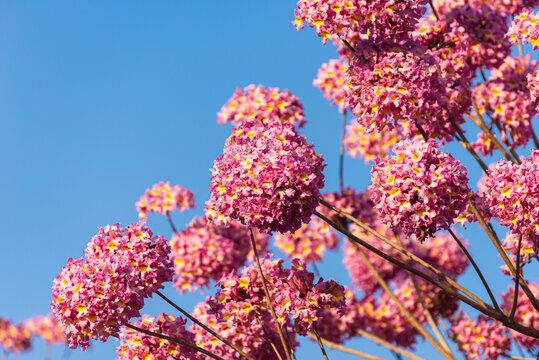 紫花风铃木开花绽放风景