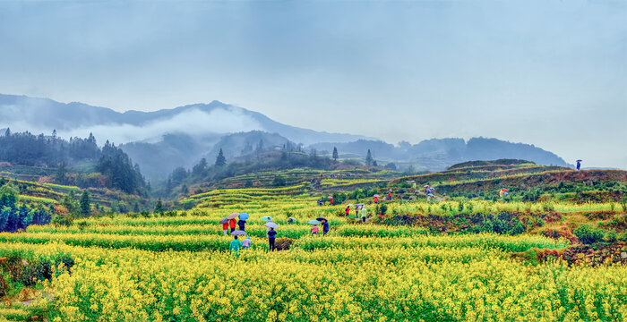 婺源江岭村油菜花全景图